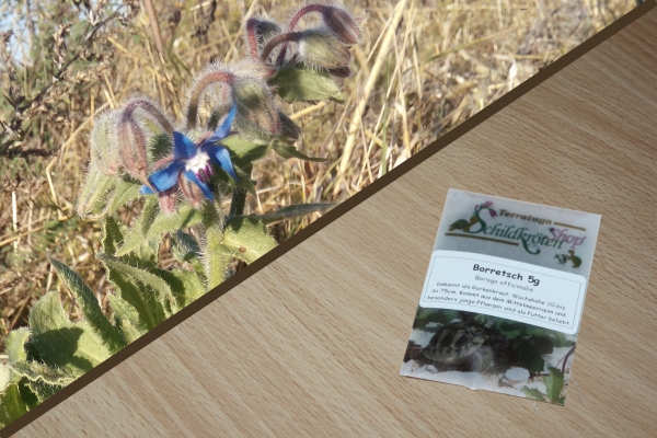 Borretsch 5g   (Borago officinalis)