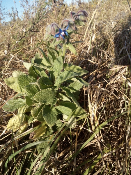 Borretsch 5g   (Borago officinalis)