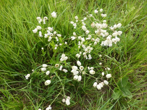 Gewöhnliches Leimkraut 2g  (Silene vulgaris)