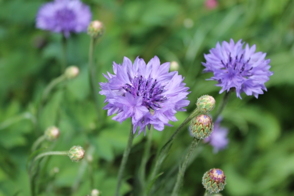 Kornblume 3g  (Centaurea cyanus)