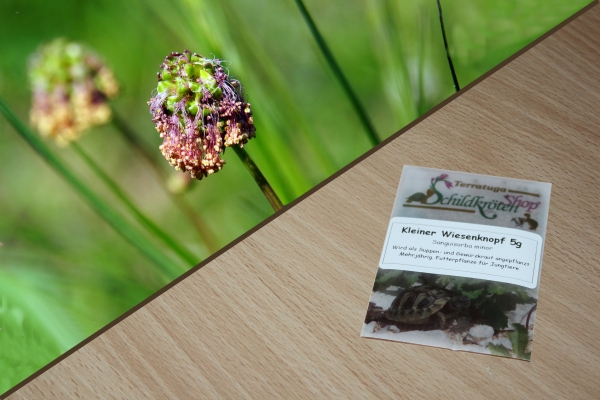 Kleiner Wiesenknopf 5g  (Sanguisorba minor)