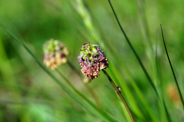 Kleiner Wiesenknopf 5g  (Sanguisorba minor)