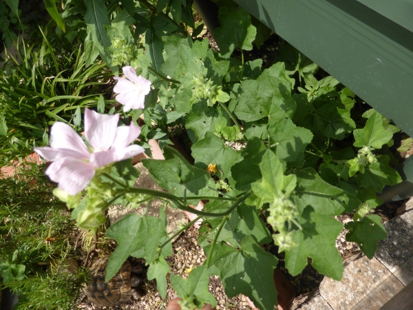 Wilde Malve 2g  (Malva sylvestris)