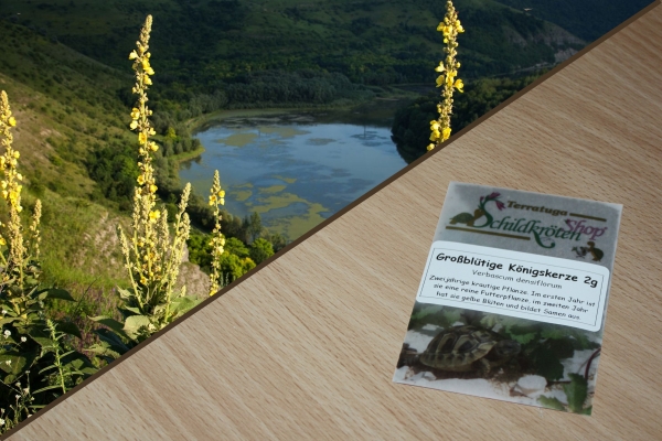 Großblütige Königskerze 2g  (Verbascum densiflorum)