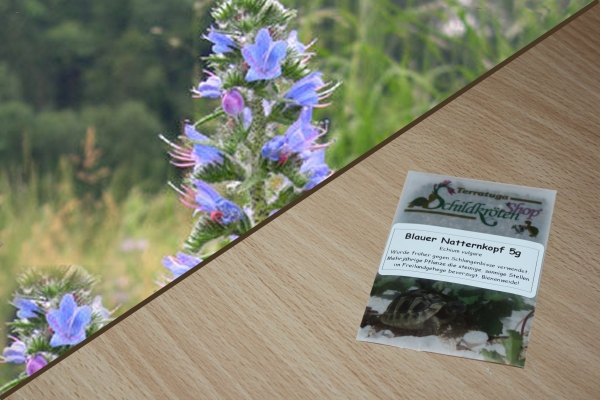 Blauer Natternkopf 5g  (Echium vulgare)