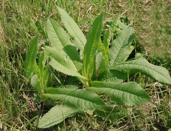 Wilde Karde 2g  (Dipsacus fullonum)