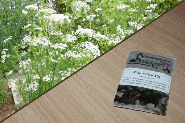 Wilde Möhre 2g  (Daucus carota ssp. carota)