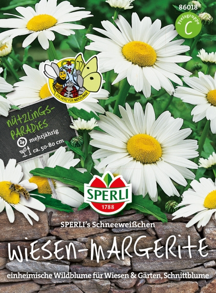 Wiesen-Margerite SPERLI's Schneeweißchen - Leucanthemum vulgare