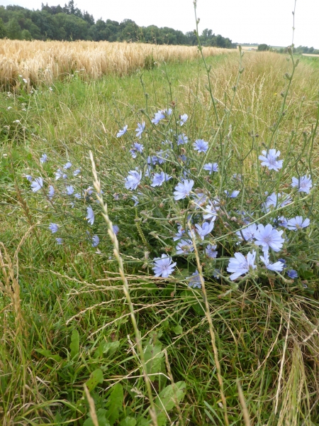 Wegwarte 5g  (Cichorium intybus)