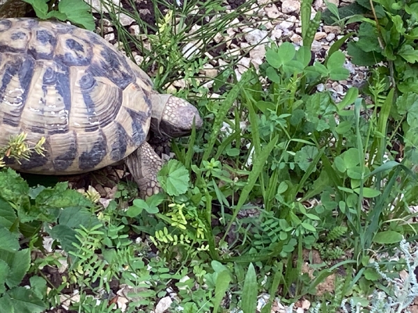 Futterwiese XL für Landschildkröten 65g - Saatgutmischung