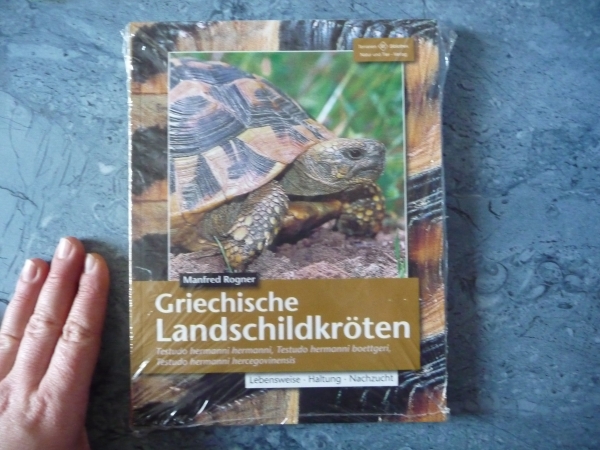 Griechische Landschildkröten Testudo hermanni