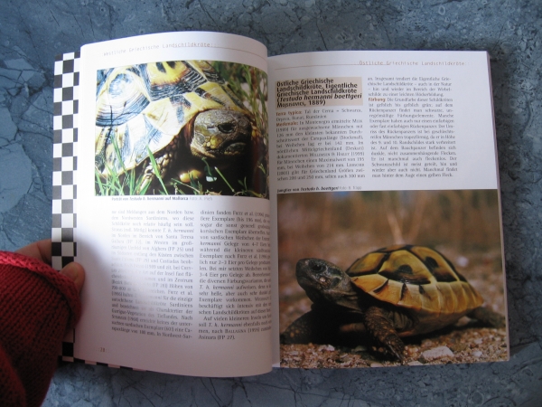 Griechische Landschildkröten Testudo hermanni