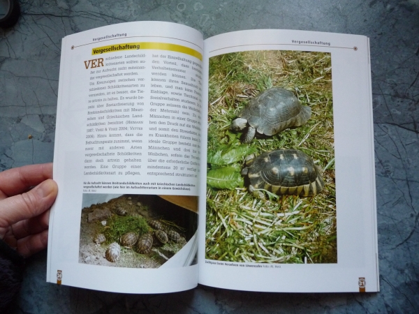 Die Breitrandschildkröte Testudo marginata NTV-Verlag