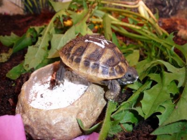 Mini Steppenfelsen Wasser- oder Futter Babynapf