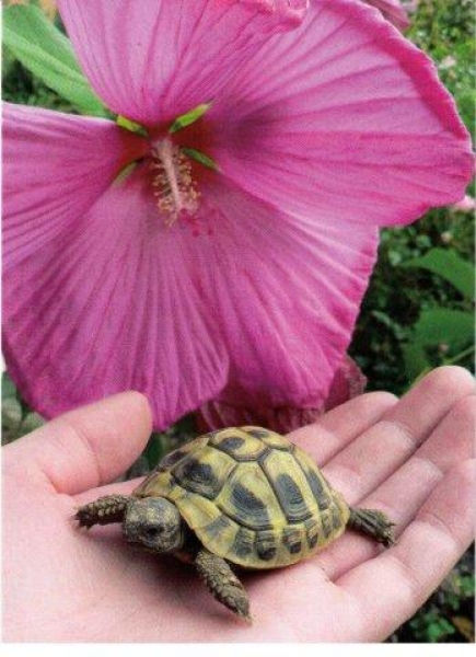 Postkarten mit Landschildkröten Motiven