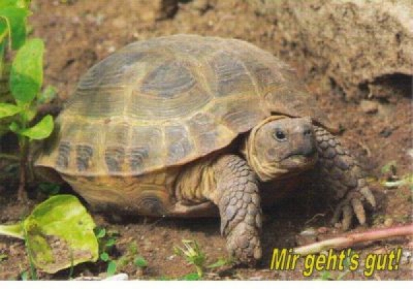 Postkarten mit Landschildkröten Motiven