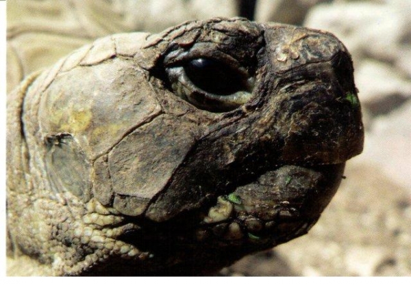 Postkarten mit Landschildkröten Motiven