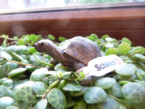 Riesenschildkrötenjunges Schleich