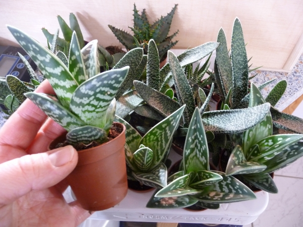 Jungpflanzen Topf & Stück 1 5cm im Sukkulenten Schildkrötenshop Terratuga - Aloe