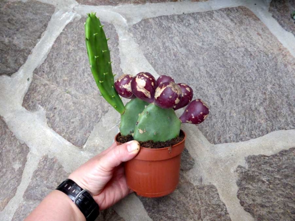 Opuntia Variegata und ähnliche ungiftige Arten