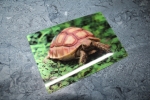 3D Postkarte Spornschildkröten Jungtier