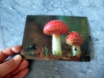 Fly Agaric - Gruppe B - Fliegenpilze mit Marienkäfer im Wald - Postkarte 3D