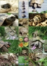 Landschildkröten Poster Foto-Poster A2 Größe