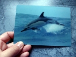 Dolphin Portugal - Gruppe B - Delfin Portugal Postkarte 3D